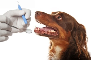 Köpeklerde Uyuz Hastalığı Nedir? 