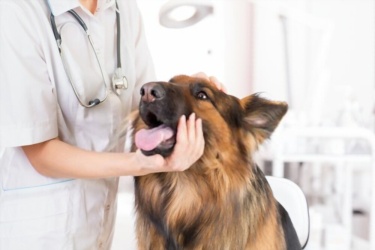 Erkek Köpek Ne Zaman Kısırlaştırılır?