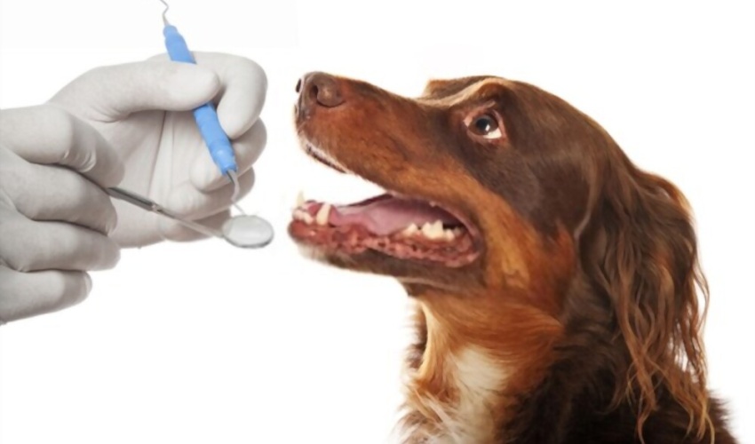 Köpeklerde Uyuz Hastalığı Nedir? 