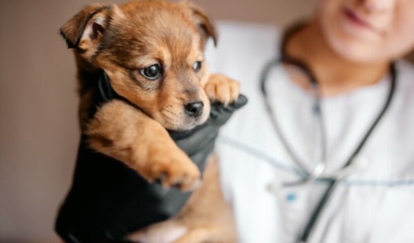 Dişi Köpek Ne Zaman Kısırlaştırılır?