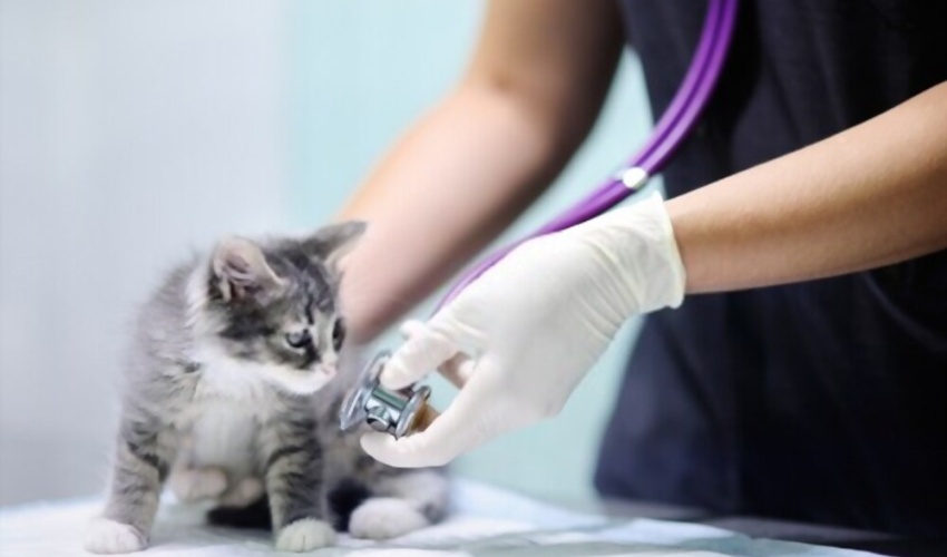 Erkek Kedi Ne Zaman Kısırlaştırılır?