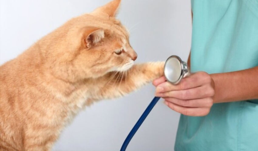 Dişi Kedi Ne Zaman Kısırlaştırılır?